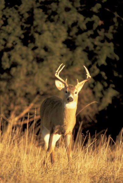 A white-tailed deer stands in tall grasses